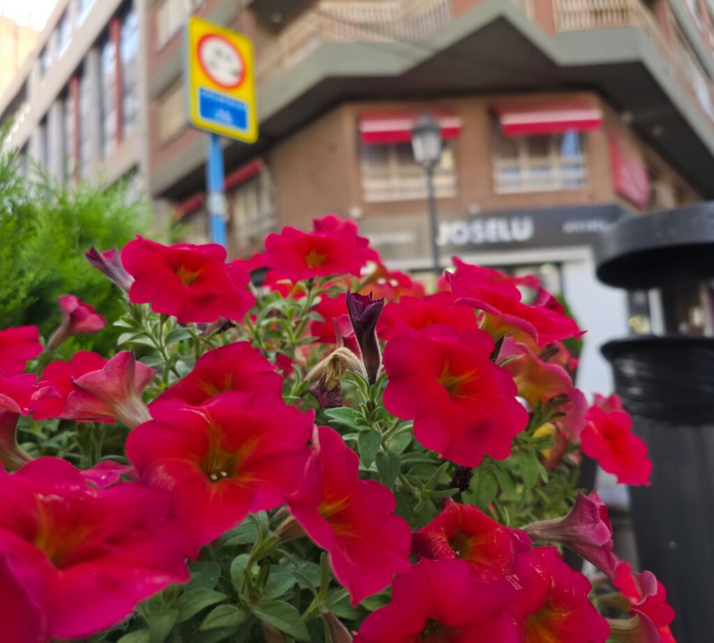 Primer plano de las petunias color fucsia en el entorno urbano